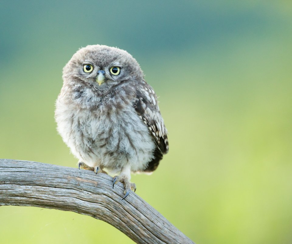 Обои сова, птенец, ветка, птица, совенок, owl, chick, branch, bird, owlet разрешение 3000x2000 Загрузить