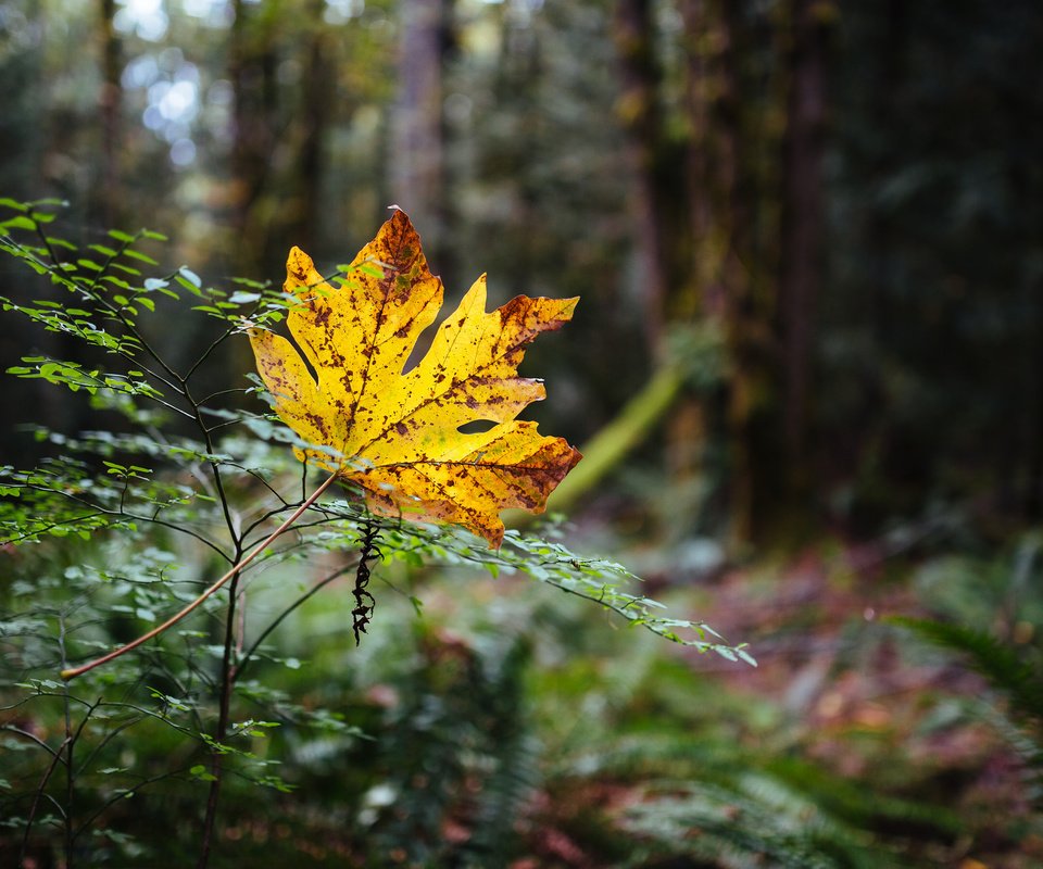 Обои природа, лес, осень, лист, nature, forest, autumn, sheet разрешение 2048x1280 Загрузить