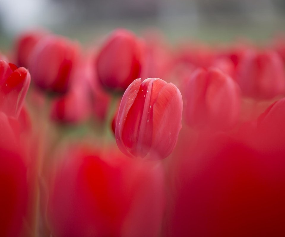 Обои цветы, красные, весна, тюльпаны, клумба, flowers, red, spring, tulips, flowerbed разрешение 2048x1365 Загрузить