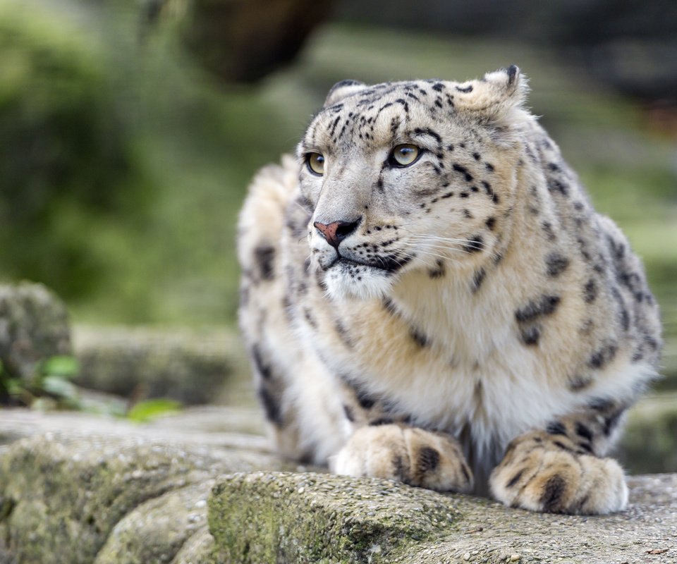 Обои кошка, снежный барс, ирбис, ©tambako the jaguar, cat, snow leopard, irbis разрешение 3804x2717 Загрузить