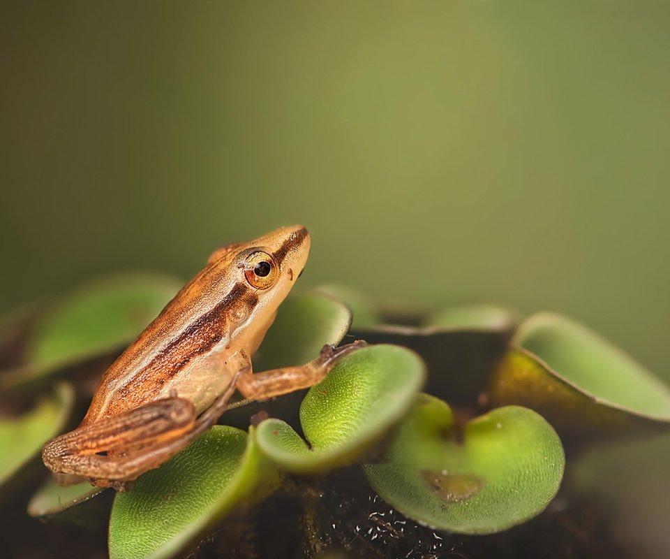 Обои природа, макро, лягушка, растение, зеленые листья, лягуха, на природе, nature, macro, frog, plant, green leaves разрешение 1920x1280 Загрузить