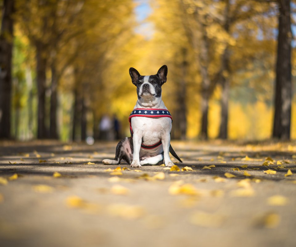 Обои взгляд, осень, собака, друг, бостон-терьер, look, autumn, dog, each, boston terrier разрешение 2048x1367 Загрузить