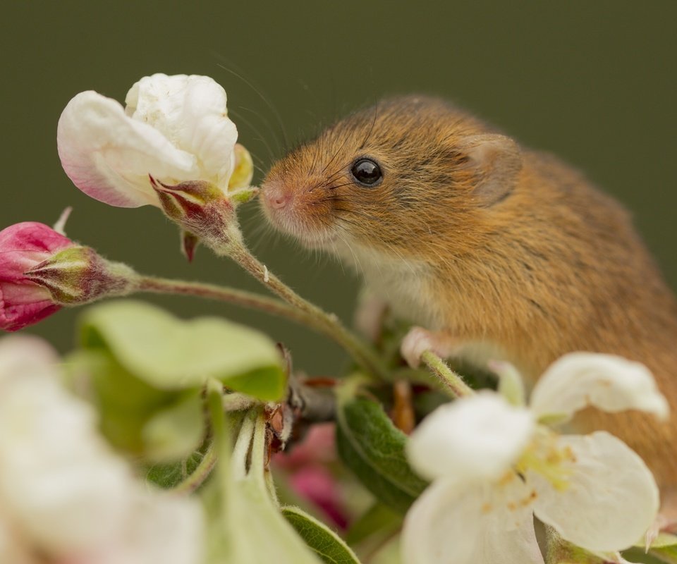 Обои макро, цветок, мышка, harvest mouse, мышь-малютка, macro, flower, mouse, the mouse is tiny разрешение 2048x1325 Загрузить