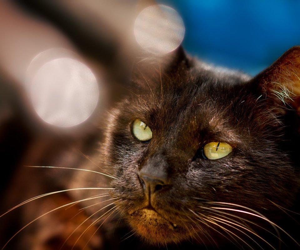 Обои кот, мордочка, черный, блики, cat, muzzle, black, glare разрешение 2048x1365 Загрузить