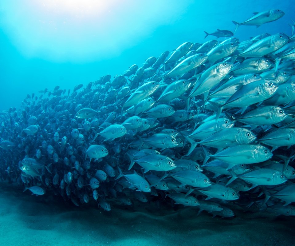 Обои рыбы, океан, рыба, подводный мир, отмель, океана, fish, the ocean, underwater world, shoal, ocean разрешение 2880x1908 Загрузить