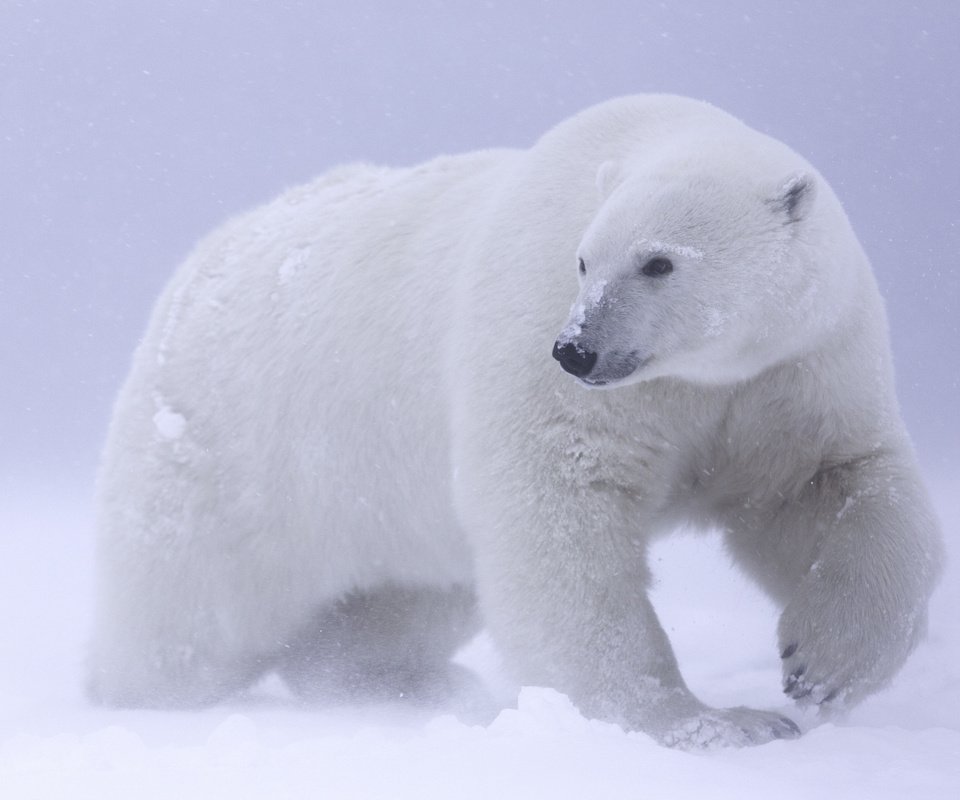 Обои снег, белый медведь, арктика, snow, polar bear, arctic разрешение 2048x1365 Загрузить