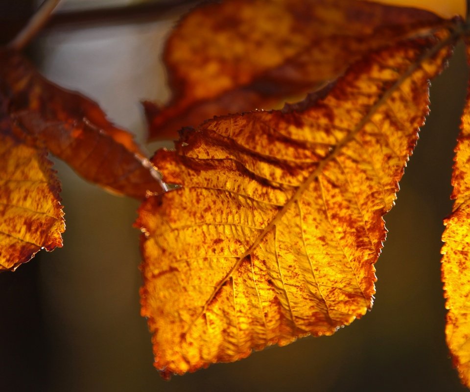 Обои природа, листья, осень, крупным планом, осенние листья, nature, leaves, autumn, closeup, autumn leaves разрешение 2880x1775 Загрузить