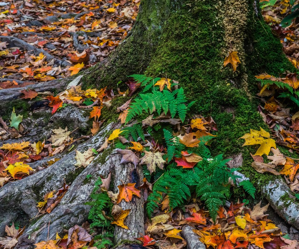 Обои дерево, листья, осень, мох, tree, leaves, autumn, moss разрешение 2048x1491 Загрузить