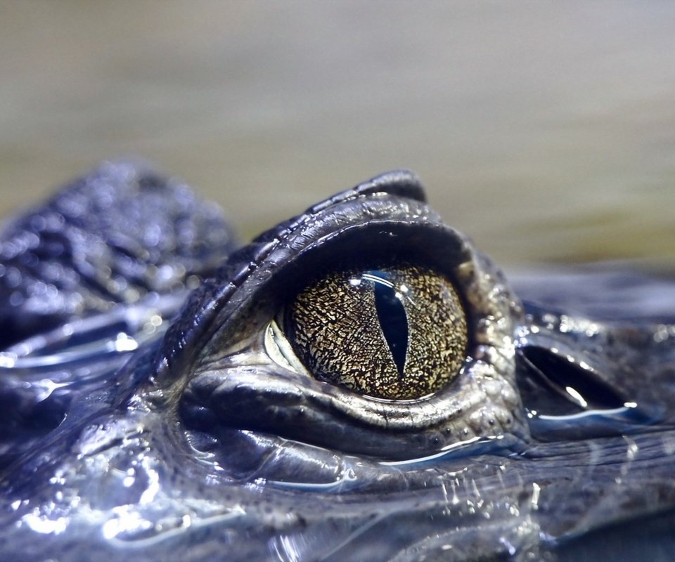 Обои глаза, вода, крокодил, рептилия, глазок, пресмыкающееся, аллигатор, eyes, water, crocodile, reptile, eye, alligator разрешение 2560x1600 Загрузить