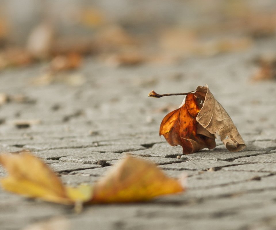 Обои макро, осень, лист, macro, autumn, sheet разрешение 1920x1200 Загрузить