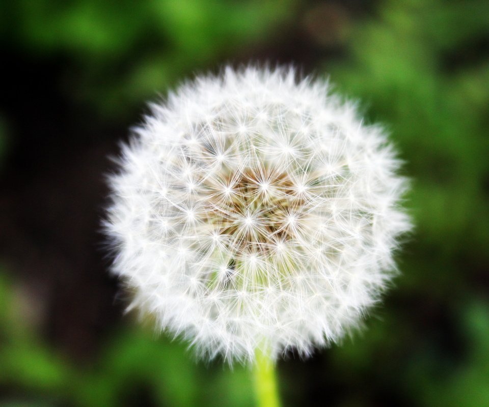 Обои трава, зелень, макро, лето, одуванчик, grass, greens, macro, summer, dandelion разрешение 5184x3456 Загрузить