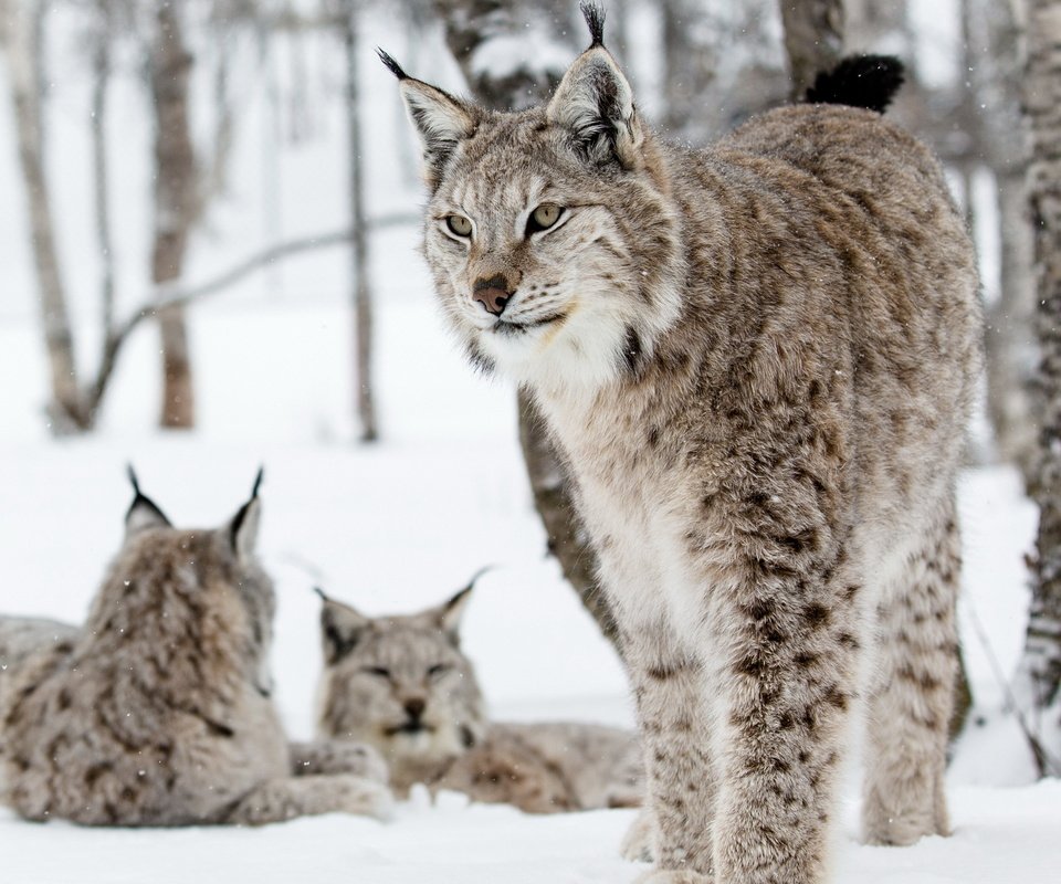 Обои природа, фон, рыси, nature, background, lynx разрешение 2560x1600 Загрузить