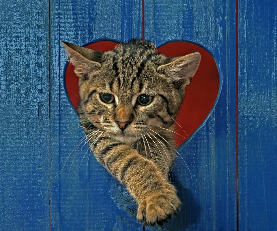 Обои кот, кошка, забор, серый, сердце, полосатый, cat, the fence, grey, heart, striped разрешение 2880x2234 Загрузить
