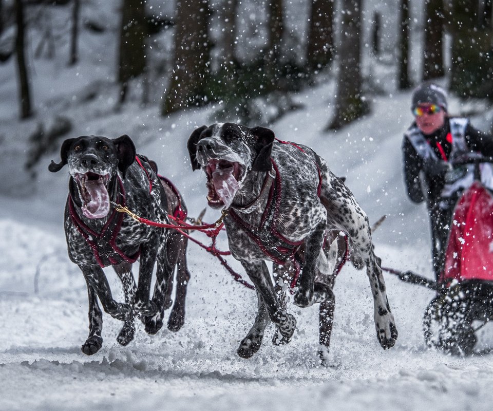 Обои фон, гонка, спорт, собаки, background, race, sport, dogs разрешение 2000x1125 Загрузить