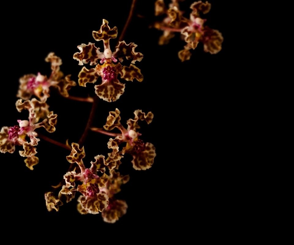 Обои ветка, макро, темный фон, орхидеи, пестрый, branch, macro, the dark background, orchids, motley разрешение 2048x1360 Загрузить