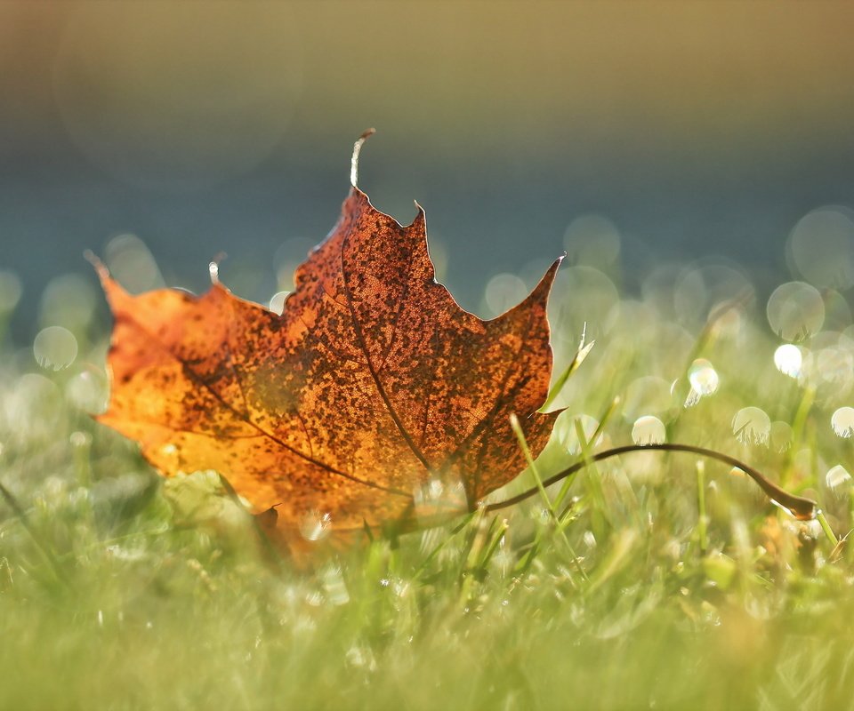 Обои природа, осень, лист, nature, autumn, sheet разрешение 2048x1365 Загрузить