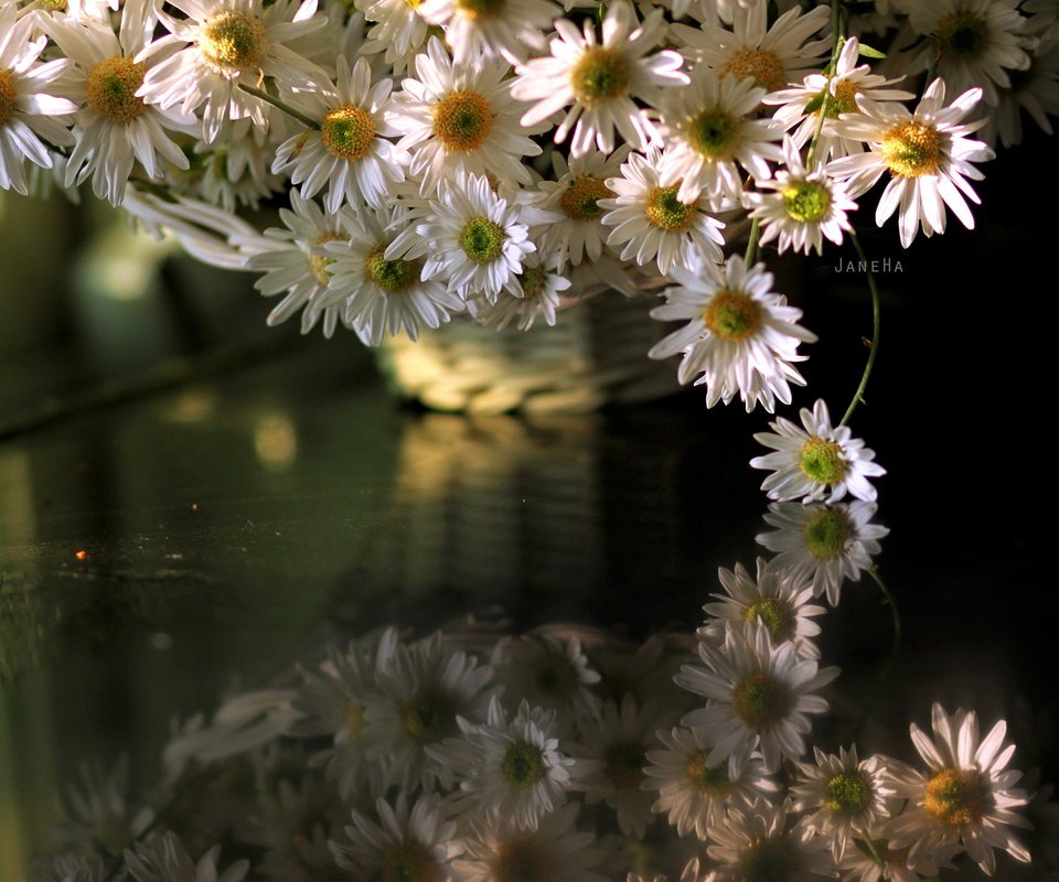 Обои цветы, отражение, ромашки, отрожение, flowers, reflection, chamomile, otrozhenie разрешение 2560x1707 Загрузить