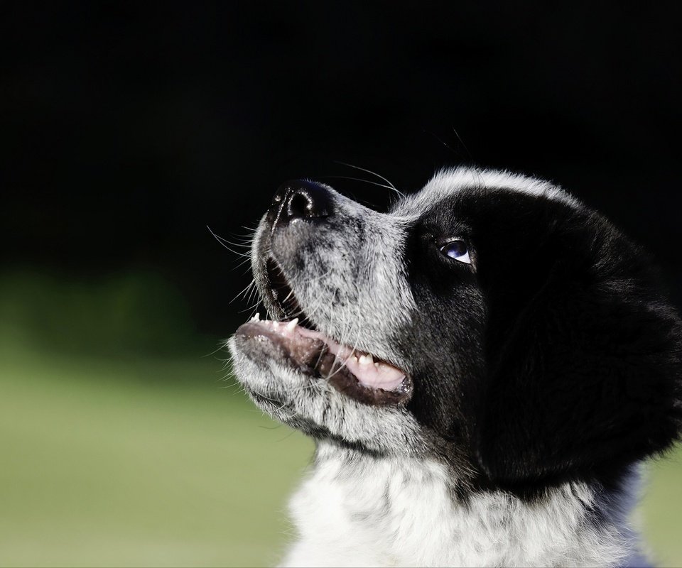 Обои морда, собака, щенок, ньюфаундленд, great pyrenees-newfoundland mix, ландсир, face, dog, puppy, newfoundland разрешение 2048x1536 Загрузить