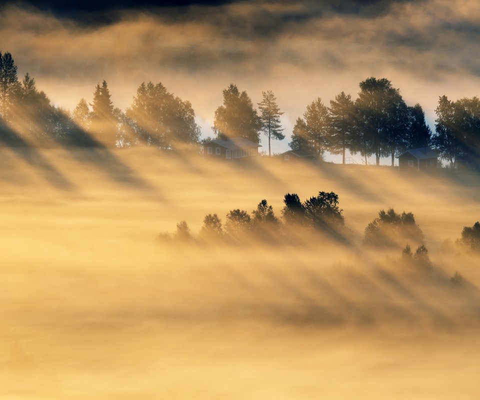 Обои деревья, лес, утро, туман, поле, trees, forest, morning, fog, field разрешение 5079x2857 Загрузить