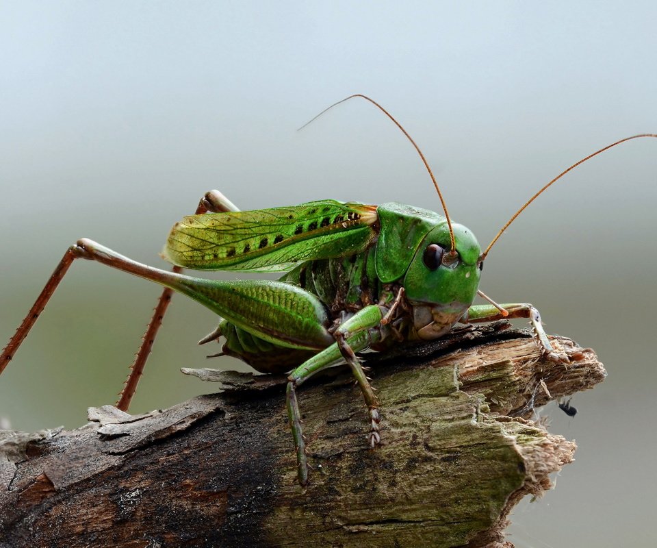 Обои природа, макро, насекомое, кузнечик, на природе, nature, macro, insect, grasshopper разрешение 2560x1440 Загрузить