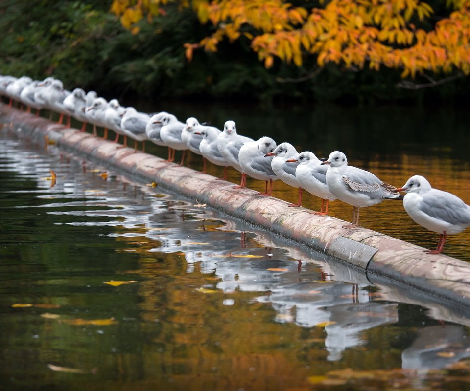 Обои река, осень, птицы, чайки, river, autumn, birds, seagulls разрешение 2047x1354 Загрузить