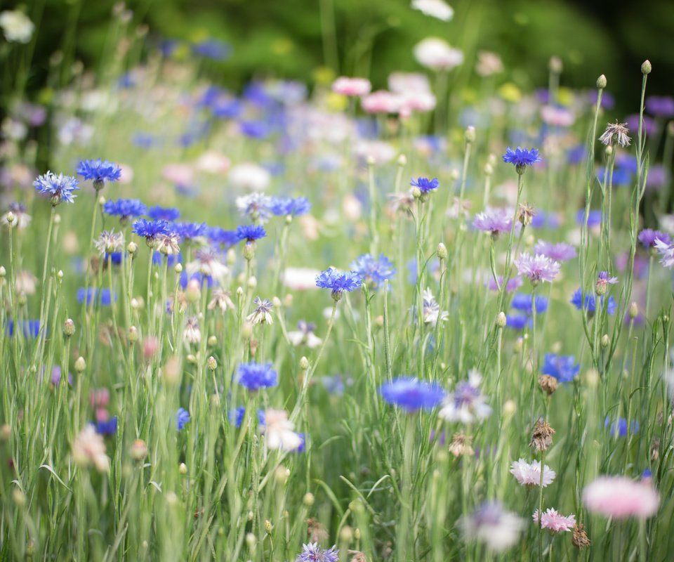 Обои цветы, трава, голубые, синие, васильки, flowers, grass, blue, cornflowers разрешение 2048x1367 Загрузить