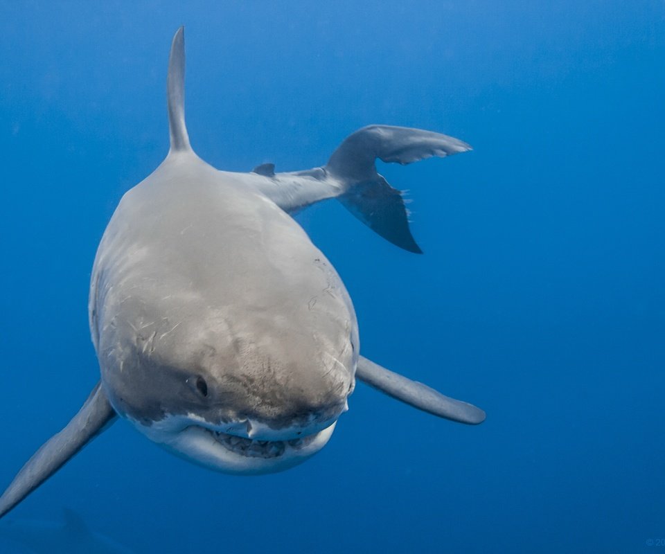 Обои море, акула, белая акула, sea, shark, white shark разрешение 2560x1707 Загрузить