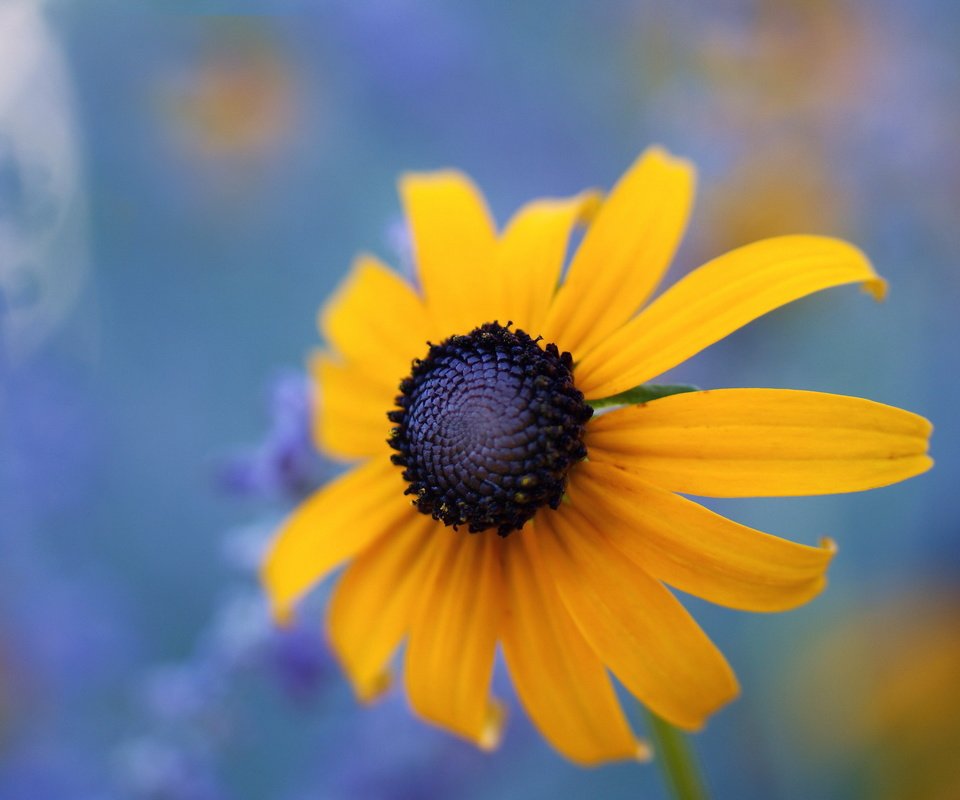 Обои макро, цветок, black eyed susan, macro, flower разрешение 2560x1600 Загрузить