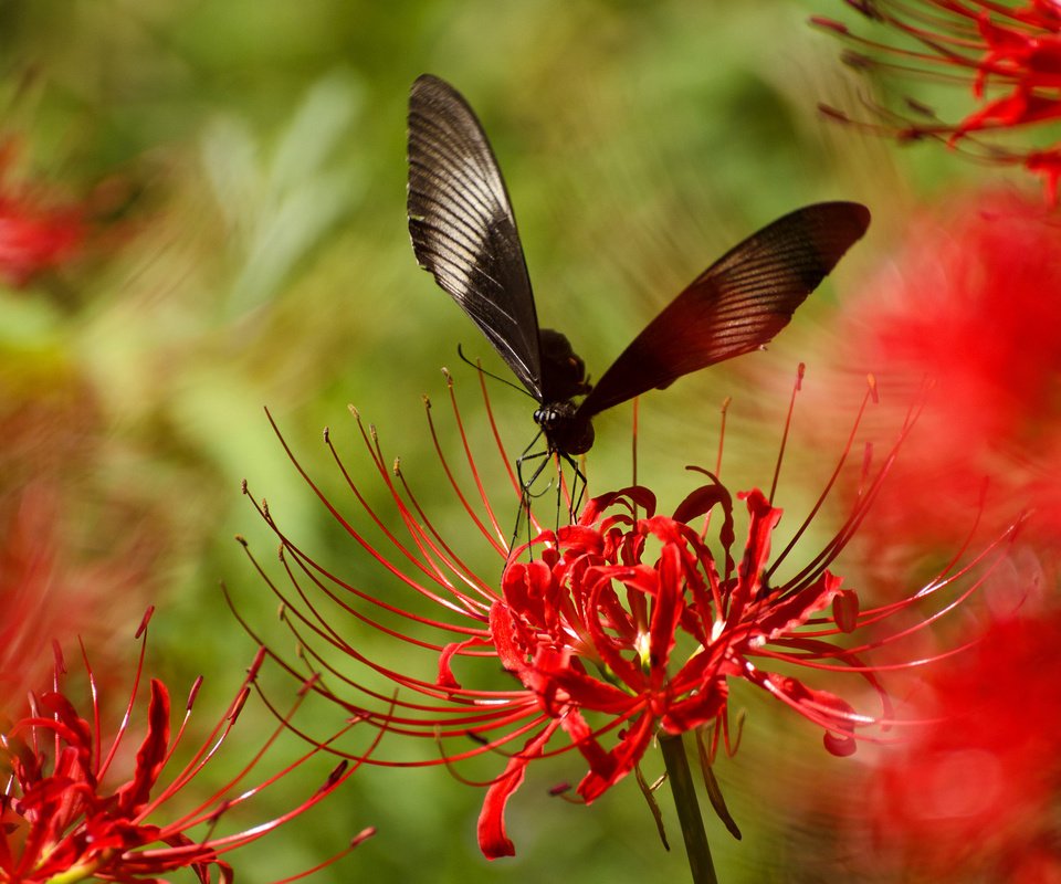 Обои насекомое, цветок, лепестки, бабочка, крылья, растение, insect, flower, petals, butterfly, wings, plant разрешение 2048x1356 Загрузить
