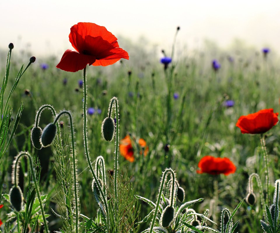 Обои цветы, бутоны, утро, лепестки, маки, весна, стебли, васильки, flowers, buds, morning, petals, maki, spring, stems, cornflowers разрешение 2048x1386 Загрузить