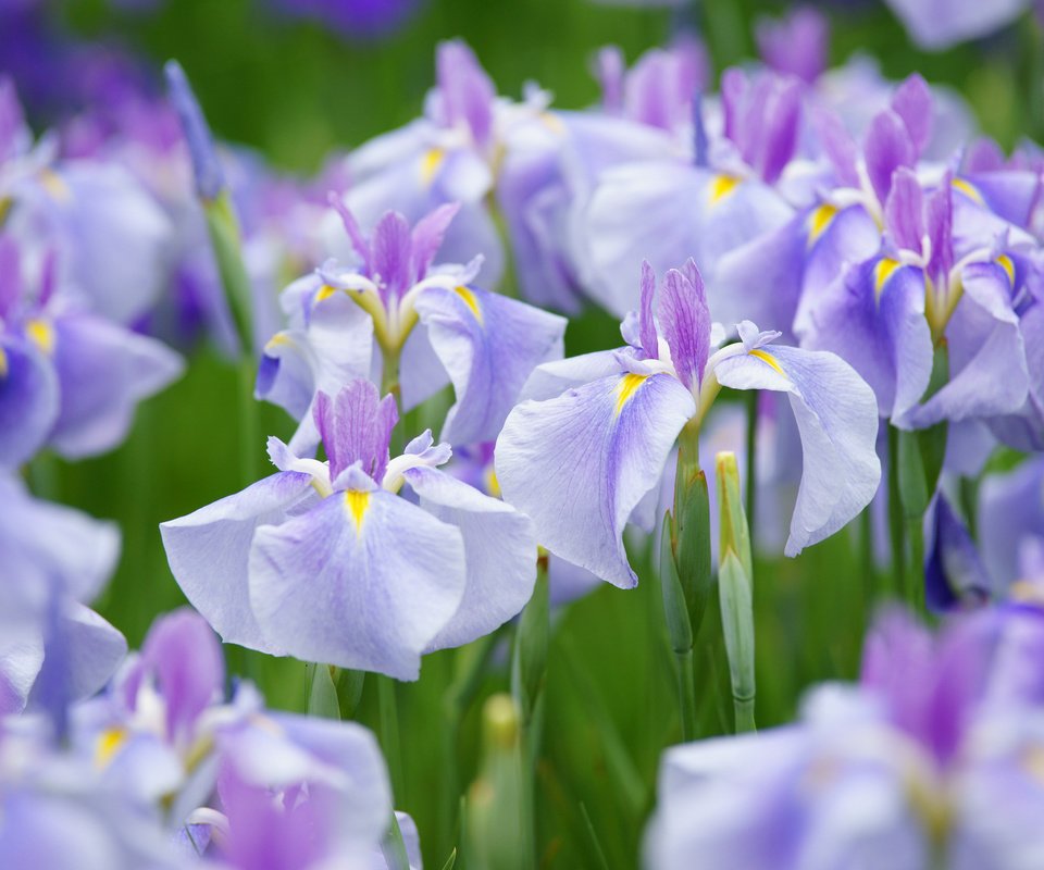 Обои природа, лепестки, луг, ирис, nature, petals, meadow, iris разрешение 2048x1365 Загрузить