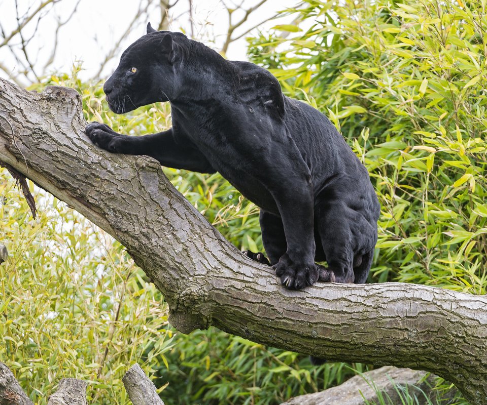 Обои дерево, кошка, черный, ягуар, пантера, ©tambako the jaguar, tree, cat, black, jaguar, panther разрешение 2048x1365 Загрузить