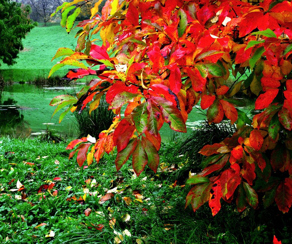 Обои трава, листья, осень, пруд, куст, grass, leaves, autumn, pond, bush разрешение 2048x1371 Загрузить