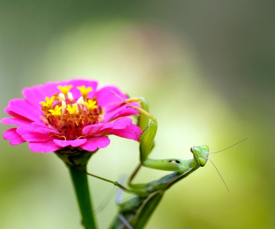 Обои насекомое, цветок, богомол, insect, flower, mantis разрешение 1920x1440 Загрузить