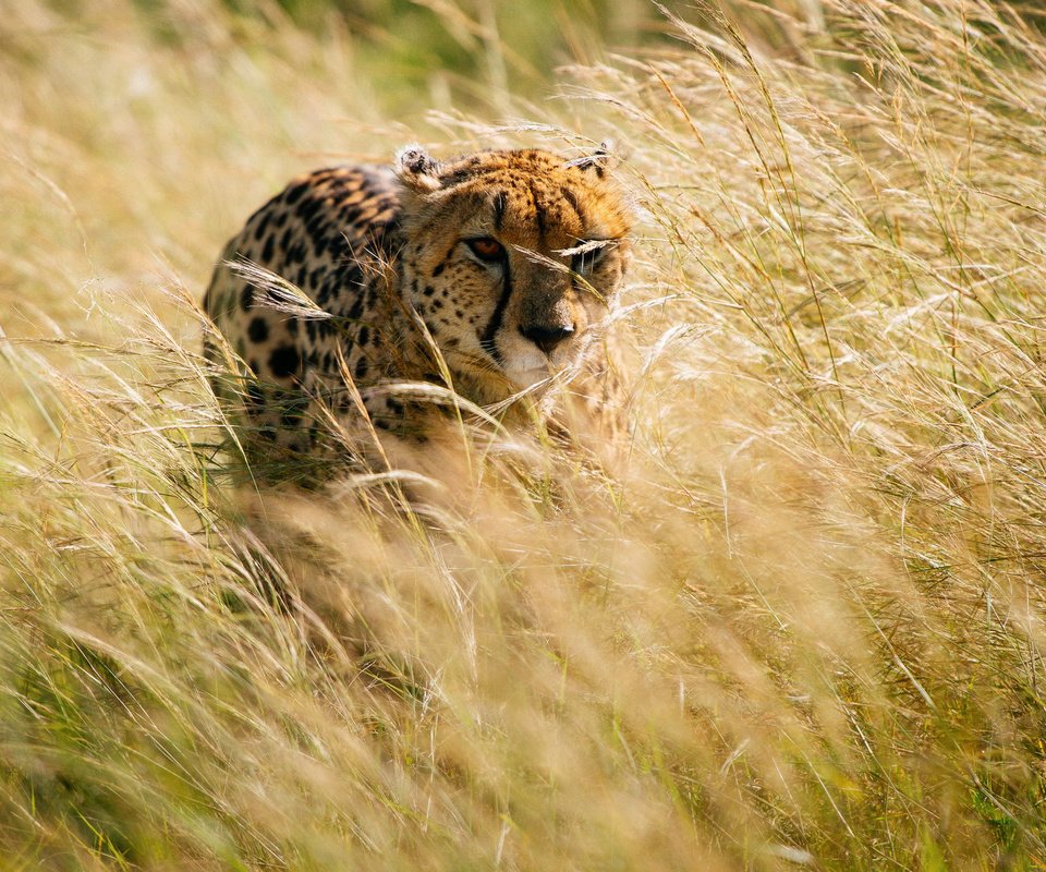 Обои трава, африка, охота, гепард, grass, africa, hunting, cheetah разрешение 2000x1331 Загрузить