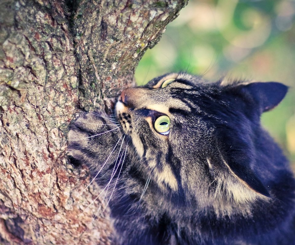 Обои глаза, дерево, кот, лето, eyes, tree, cat, summer разрешение 2880x1920 Загрузить