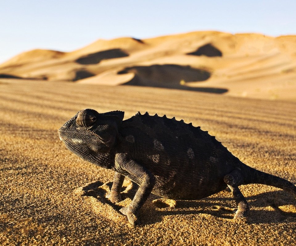 Обои песок, пустыня, ящерица, хамелеон, рептилия, игуана, пресмыкающееся, десерд, sand, desert, lizard, chameleon, reptile, iguana разрешение 1920x1200 Загрузить