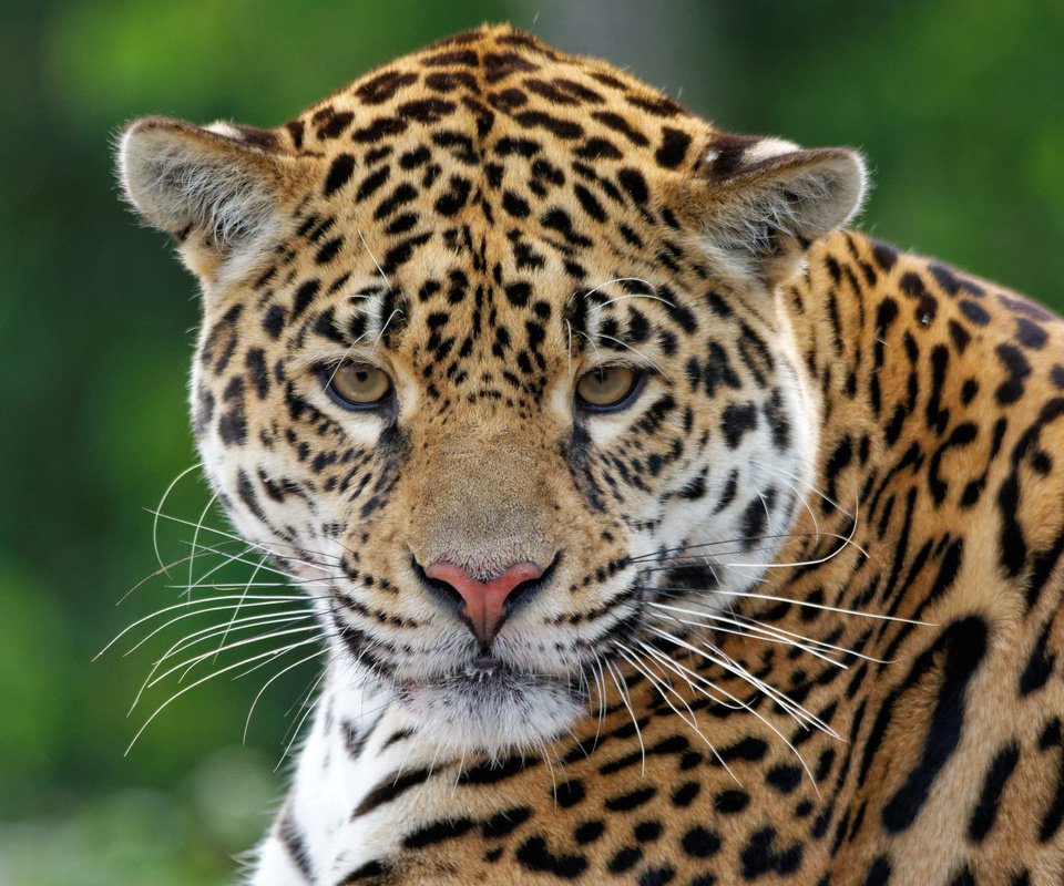 Обои хищник, ягуар, животное, ягуа́р, predator, jaguar, animal разрешение 4602x3068 Загрузить