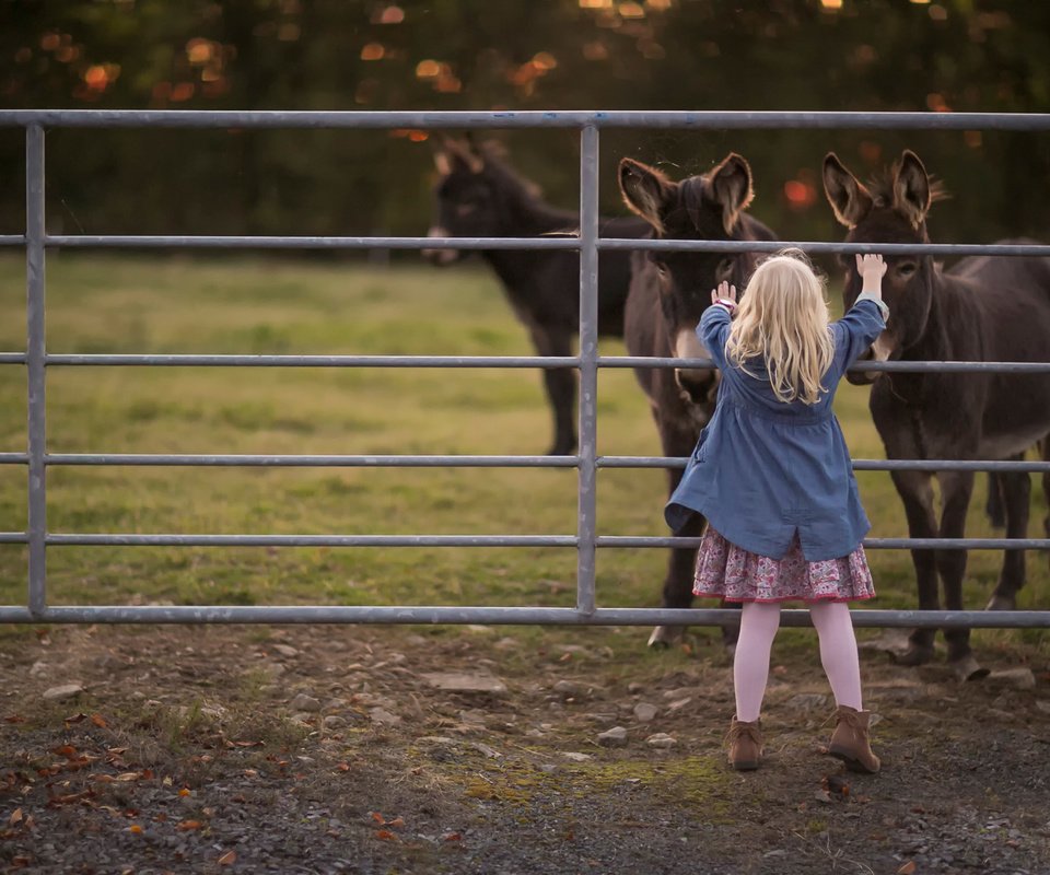 Обои девочка, the donkey whisperer, sandra jolly, ослики, girl, donkeys разрешение 1920x1280 Загрузить