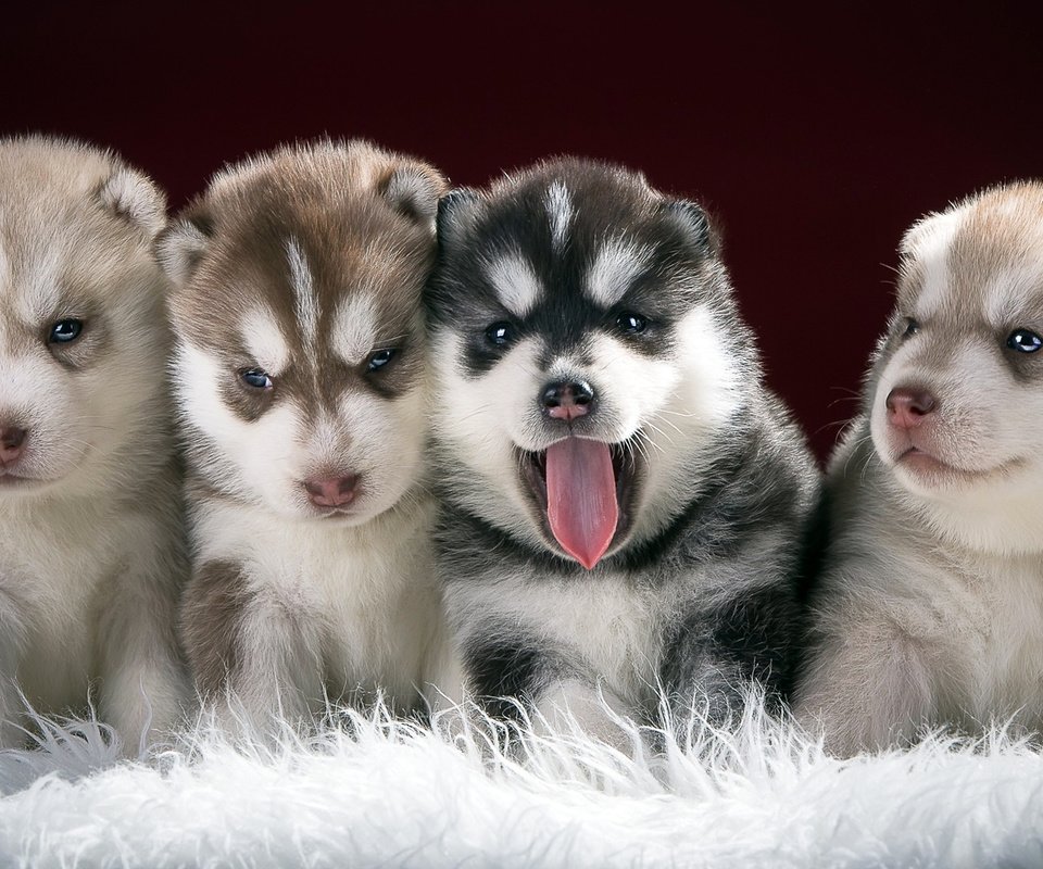 Обои хаски, щенки, собаки, husky, puppies, dogs разрешение 1920x1080 Загрузить