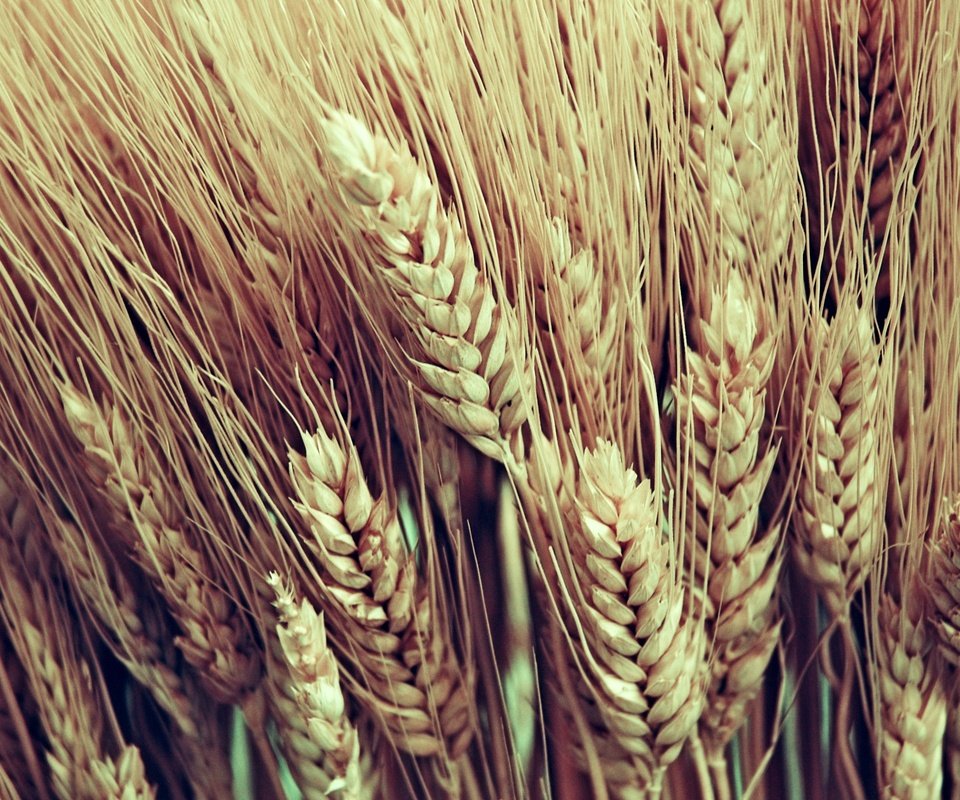 Обои макро, колосья, пшеница, урожай, macro, ears, wheat, harvest разрешение 2560x1600 Загрузить