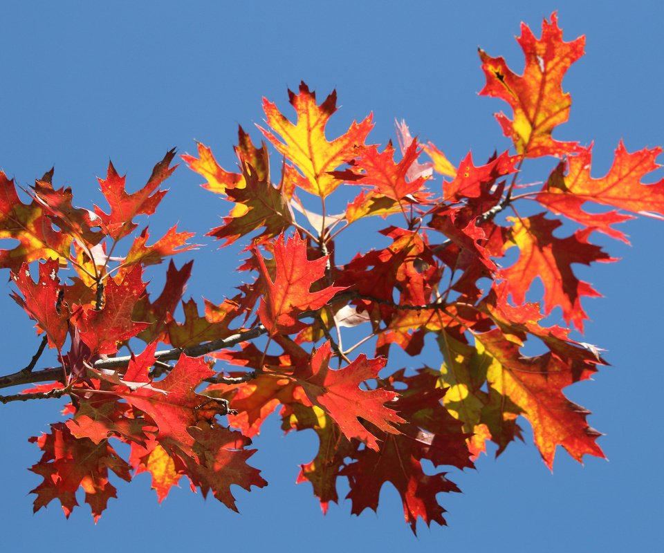 Обои небо, ветка, листья, осень, багрянец, the sky, branch, leaves, autumn, the crimson разрешение 2048x1365 Загрузить