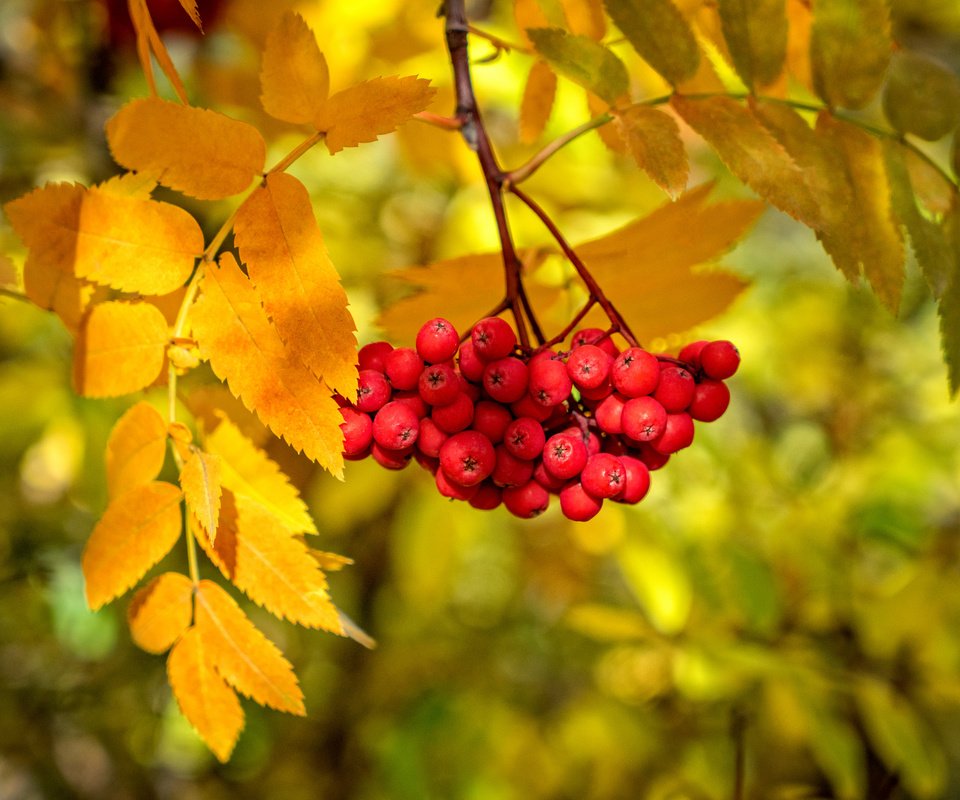 Обои ветка, листья, краски, осень, ягоды, рябина, branch, leaves, paint, autumn, berries, rowan разрешение 2048x1365 Загрузить