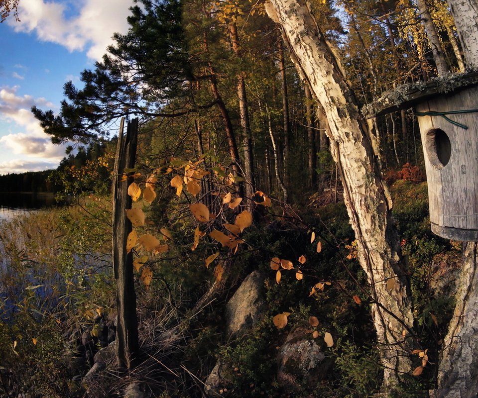 Обои деревья, озеро, осень, скворечник, trees, lake, autumn, birdhouse разрешение 1920x1146 Загрузить