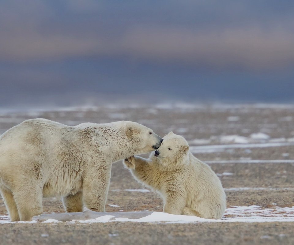 Обои природа, фон, белые, медведи, nature, background, white, bears разрешение 2048x1286 Загрузить