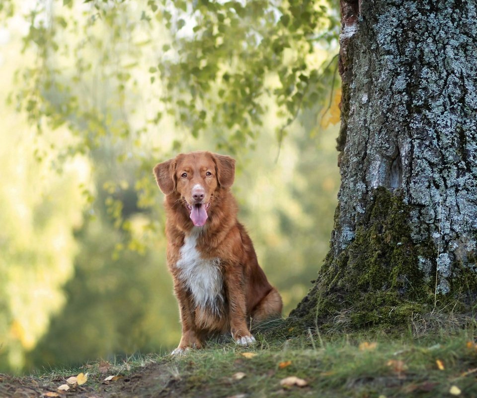 Обои дерево, взгляд, собака, друг, tree, look, dog, each разрешение 1920x1080 Загрузить