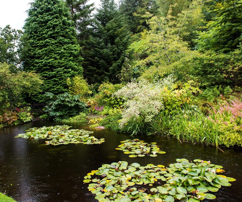 Обои деревья, парк, кусты, пруд, шотландия, attadale gardens, strathcarron, trees, park, the bushes, pond, scotland разрешение 3005x2000 Загрузить