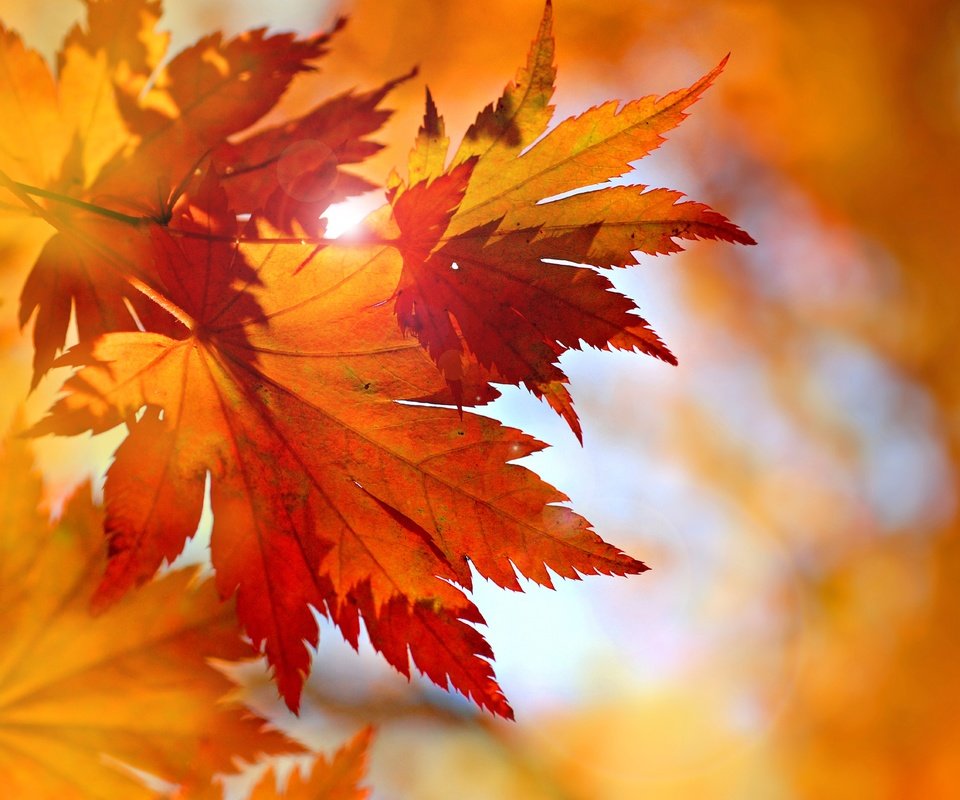 Обои листья, осень, клен, опадают, осен, багрянец,  листья, leaves, autumn, maple, fall, the crimson разрешение 5782x4234 Загрузить