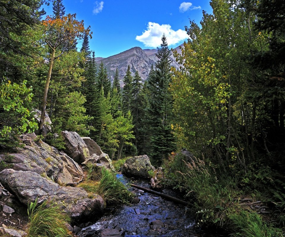 Обои деревья, река, горы, скалы, лес, пейзаж, осень, rocky mountain national park, trees, river, mountains, rocks, forest, landscape, autumn разрешение 2880x1908 Загрузить