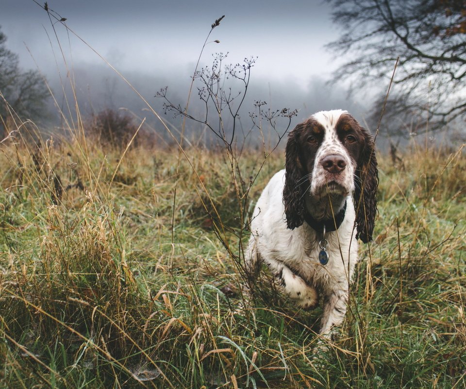 Обои туман, собака, друг, спаниель, fog, dog, each, spaniel разрешение 3000x2000 Загрузить